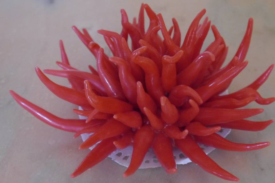 Riccio o anemone di mare