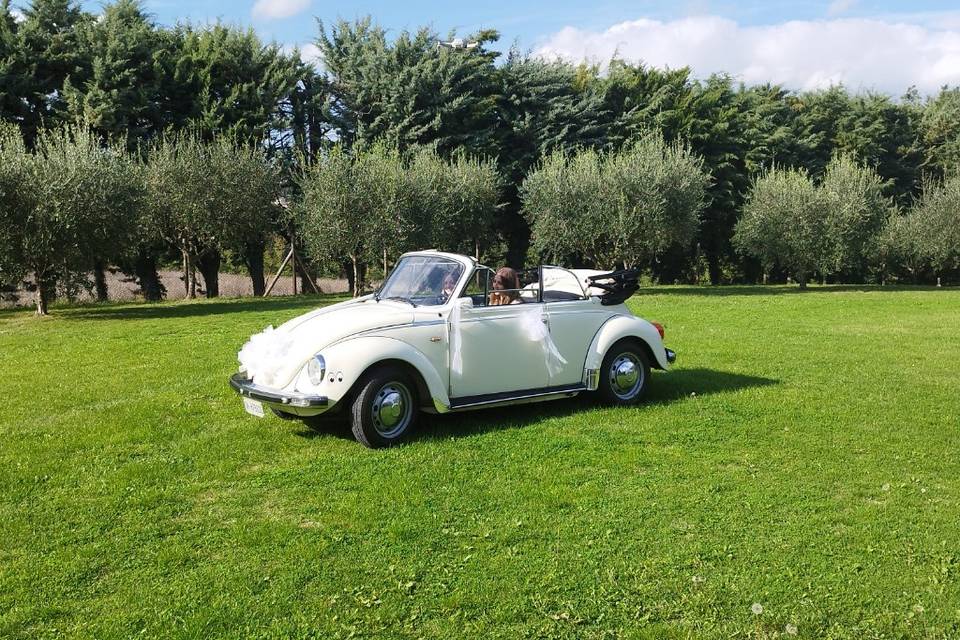 Maggiolino Cabrio Bianco