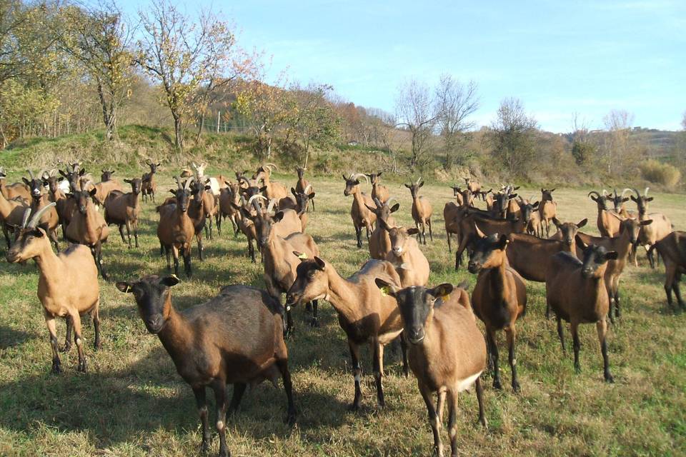 Agriturismo Cascina Adorno