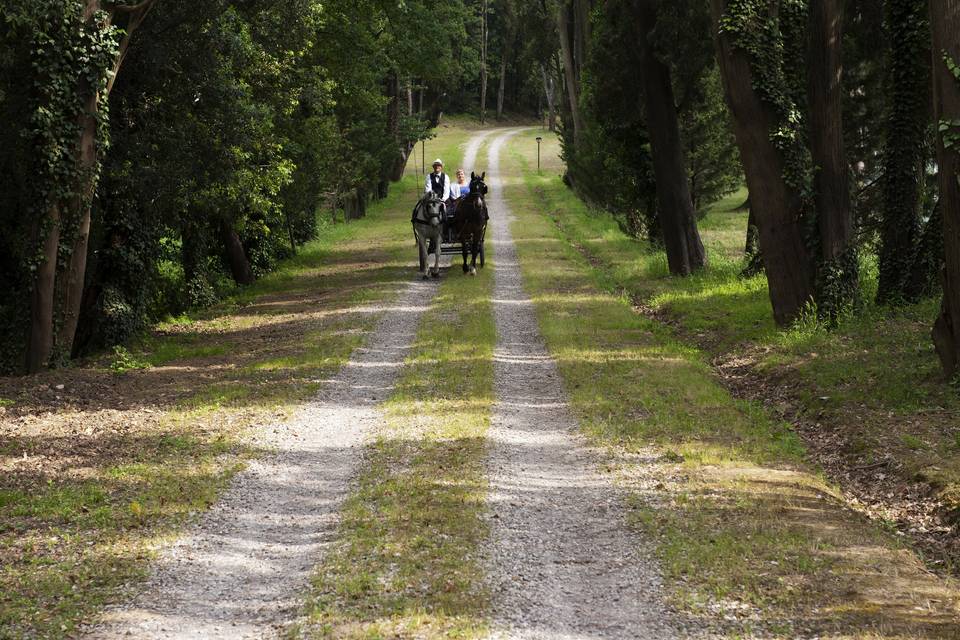 Il viale in carrozza