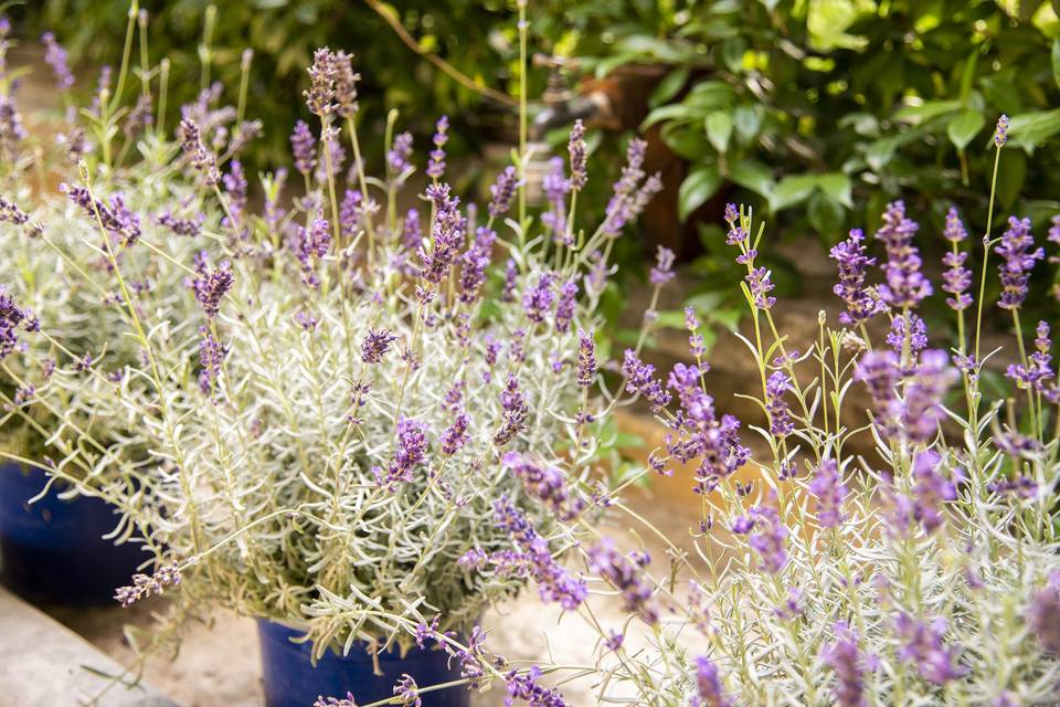 Giardino interno