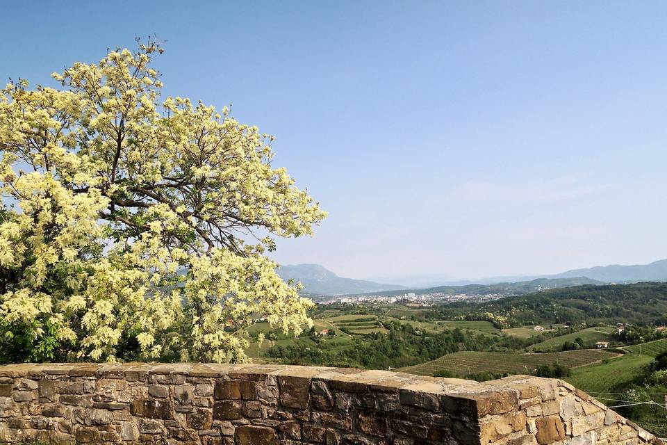 Azienda Agricola Baronesse Tacco