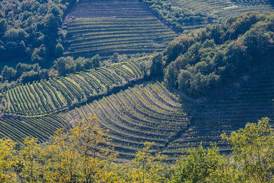 Azienda Agricola Baronesse Tacco