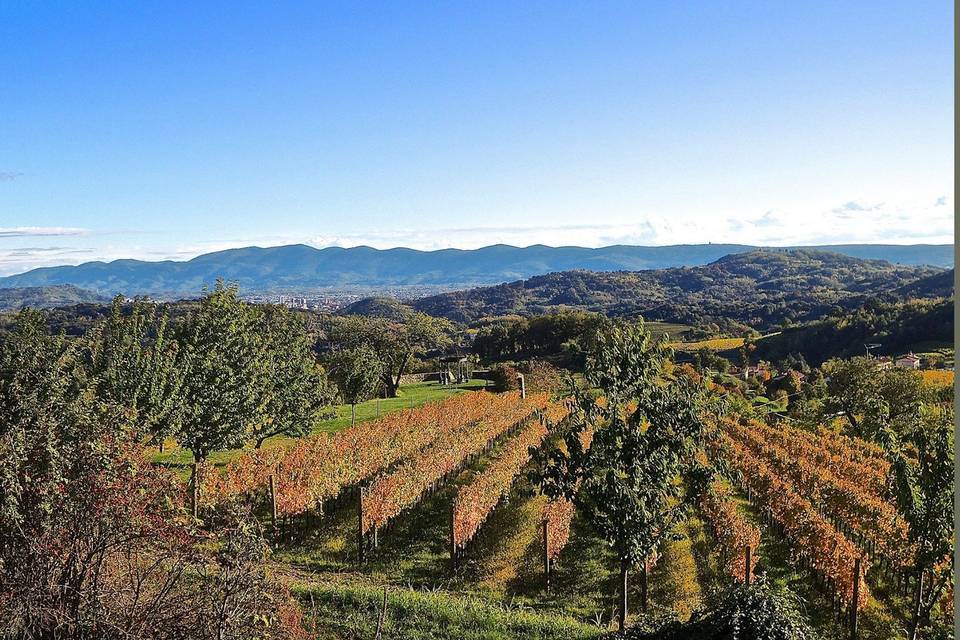 Azienda Agricola Baronesse Tacco