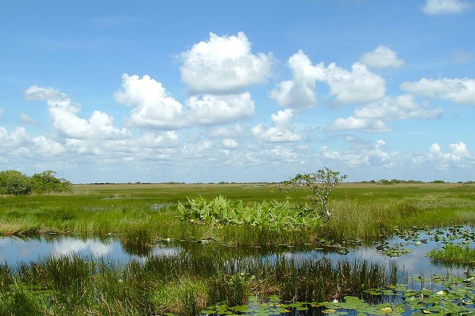 Usa florida everglades