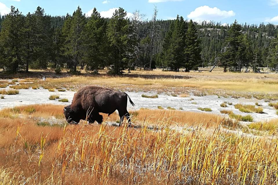 Usa yellowstone