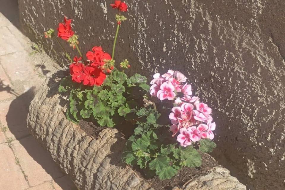 Sbocciano i fiori