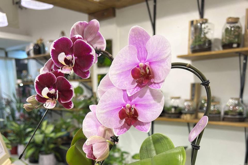 Orchidea