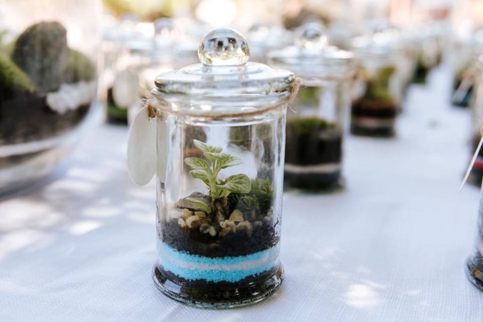 Bomboniere terrarium