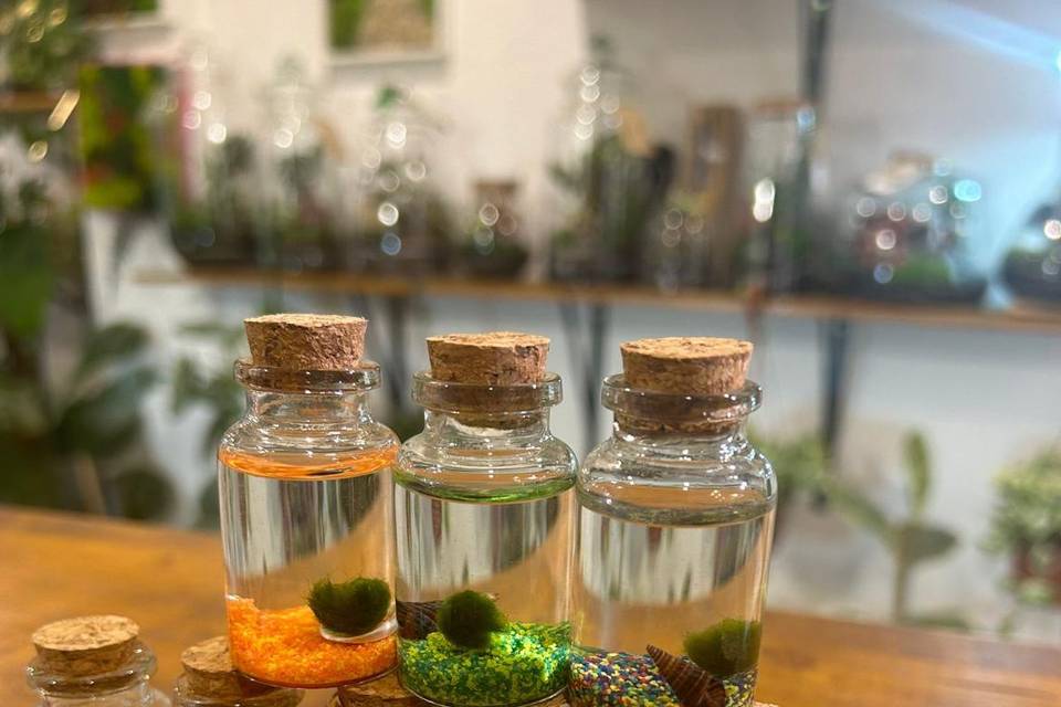 Marimo