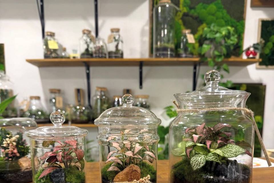 Terrarium