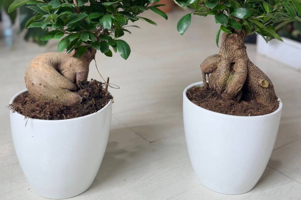 Bonsai Ficus