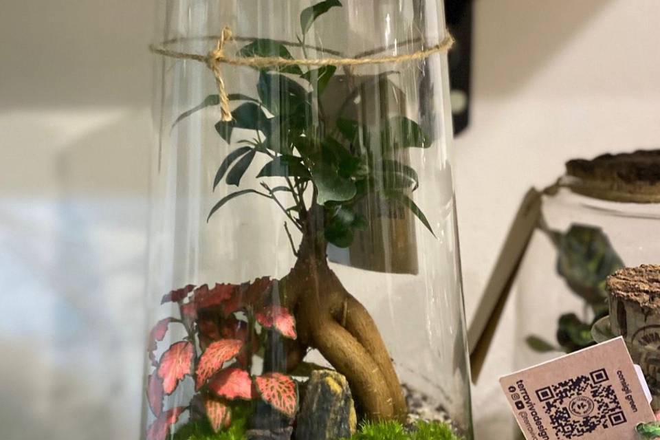 Bonsai terrarium