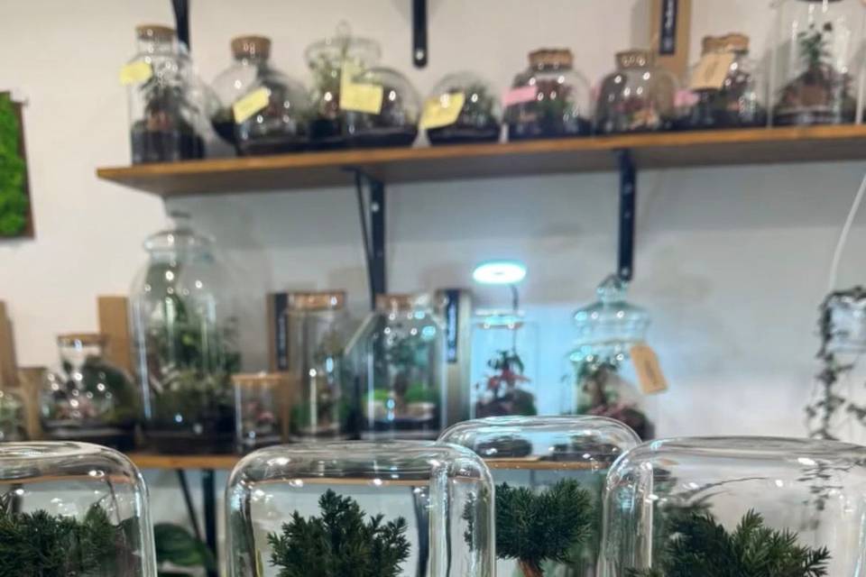 Bonsai stabilizzati