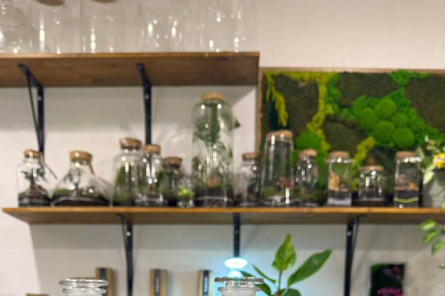 Marimo