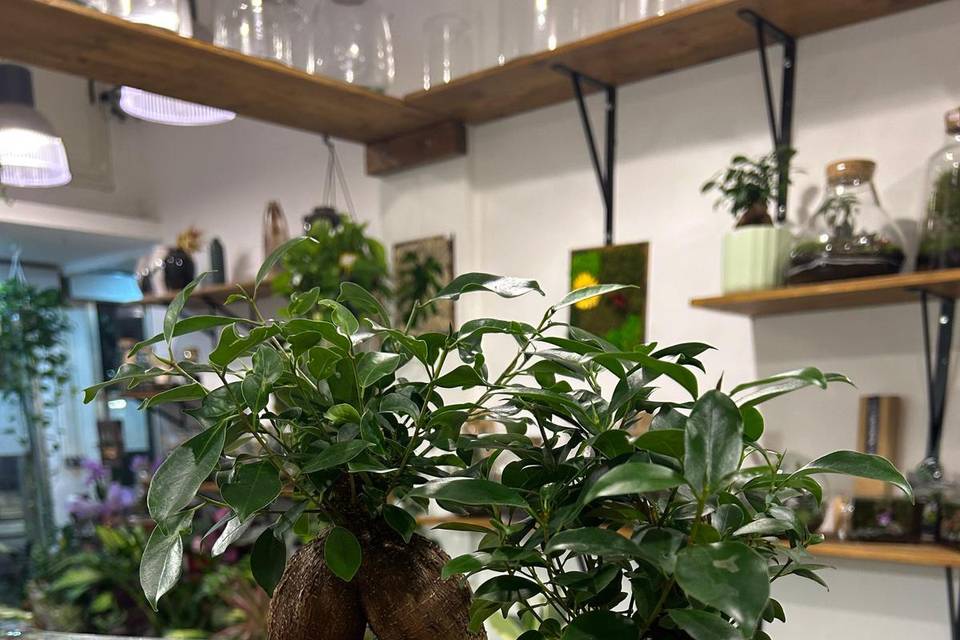 Bonsai