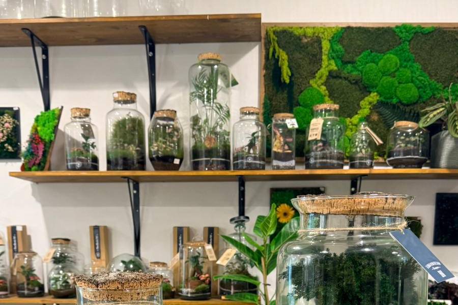 Terrarium stabilizzato
