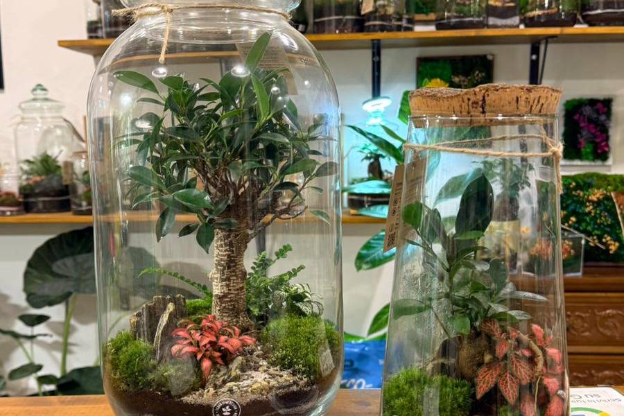 Terrarium