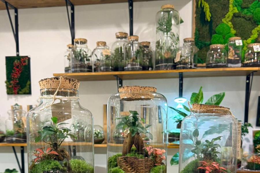 Terrarium