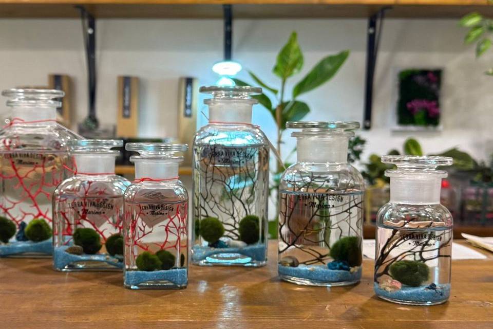 Marimo bomboniere
