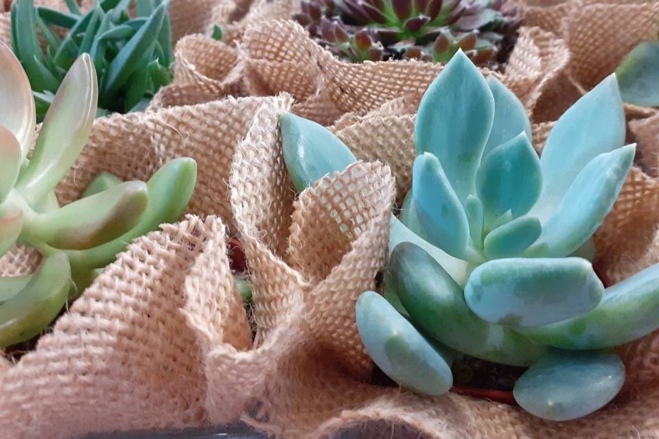 Succulente,vetro e juta