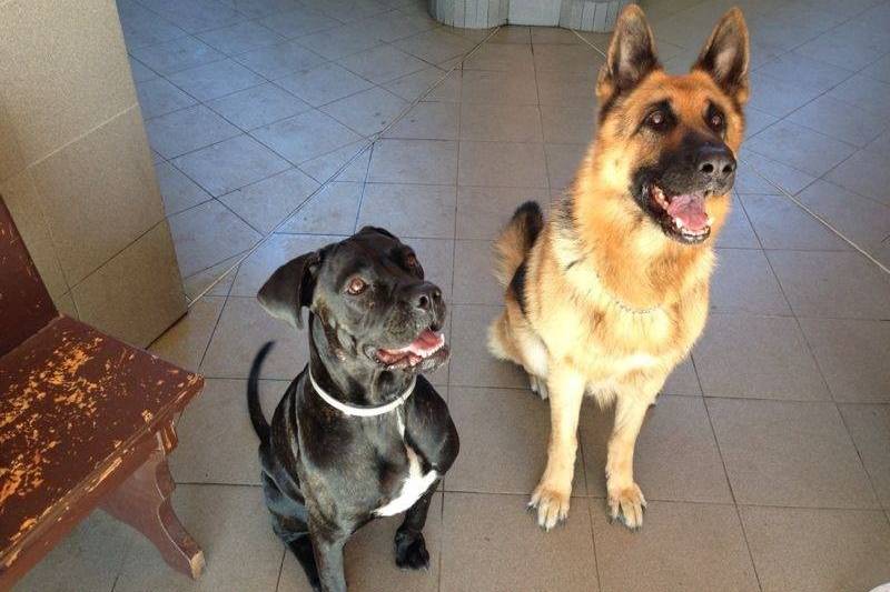 Nozze da cani