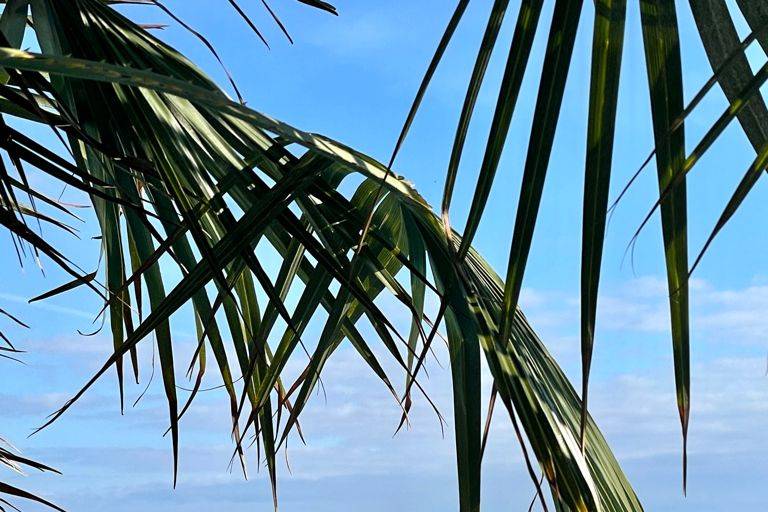 Gazebo e palme