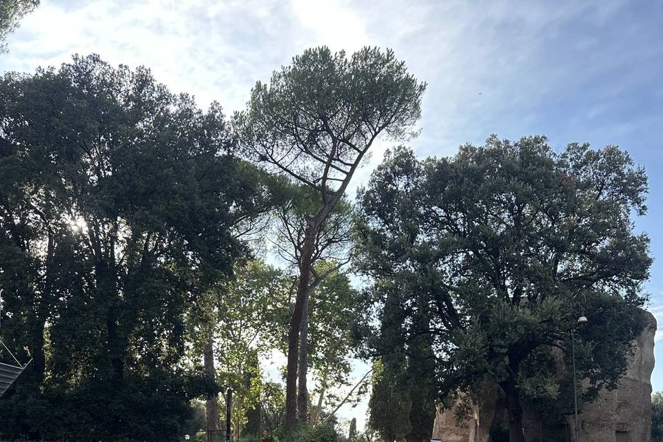 Barnelli