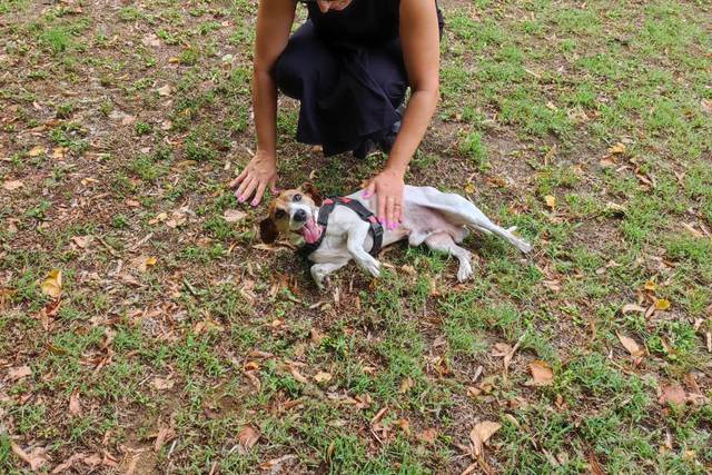 Francesca Dog Sitter