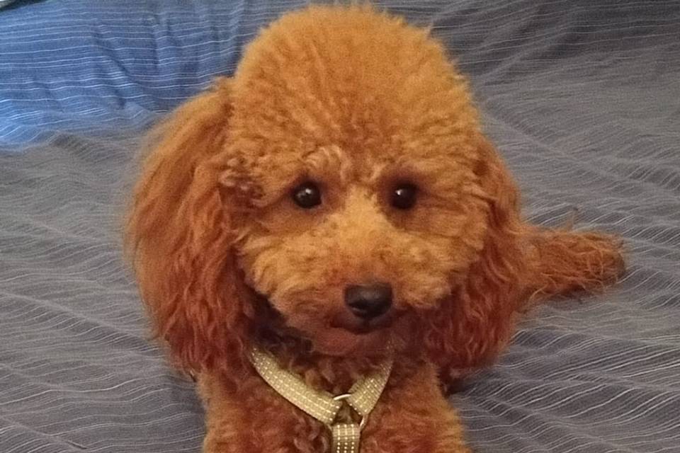Poldo..dog sitting casalingo