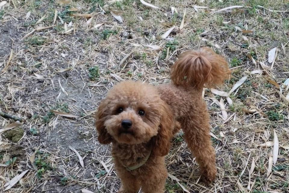 Poldo dog sitting