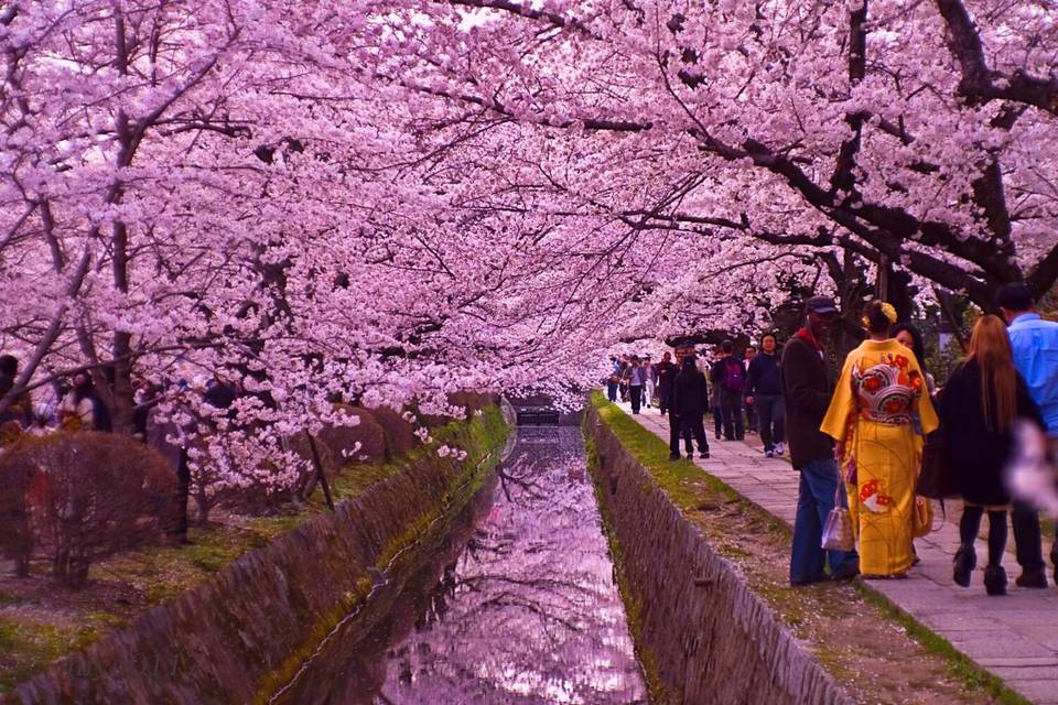 Hanami festival | jappone