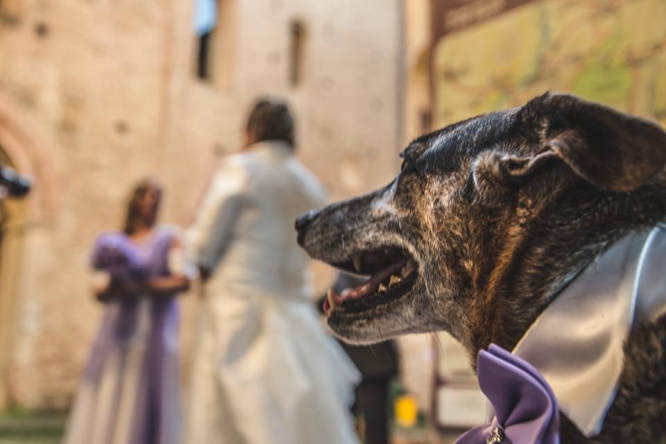 Dog sitter per Matrimoni Athena