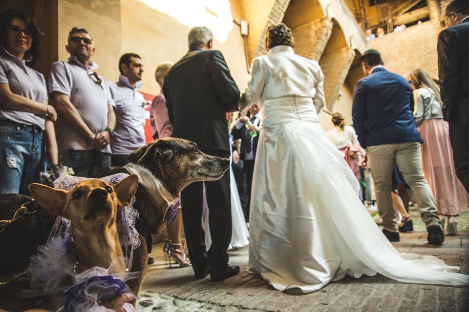 Dog sitter per Matrimoni Athena