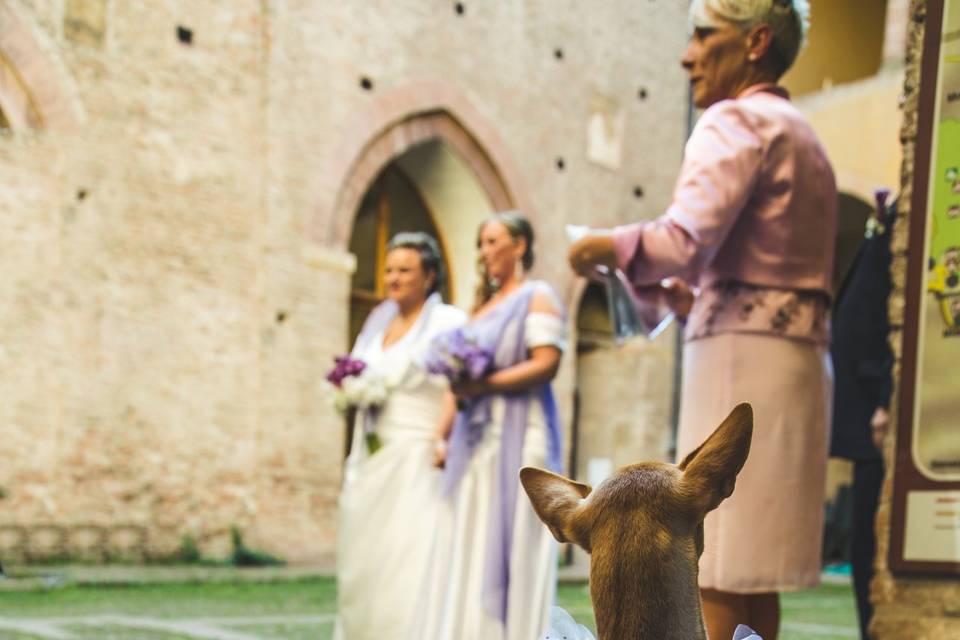 Dog sitter per Matrimoni Athena