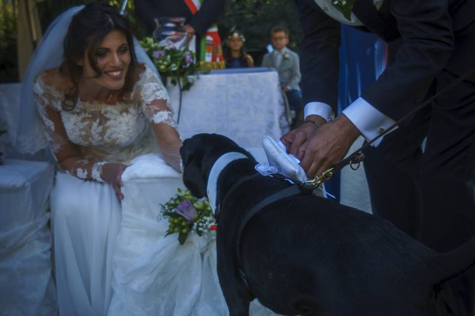 Dog sitter per Matrimoni Athena