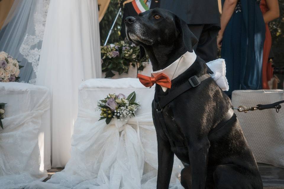 Dog sitter per Matrimoni Athena