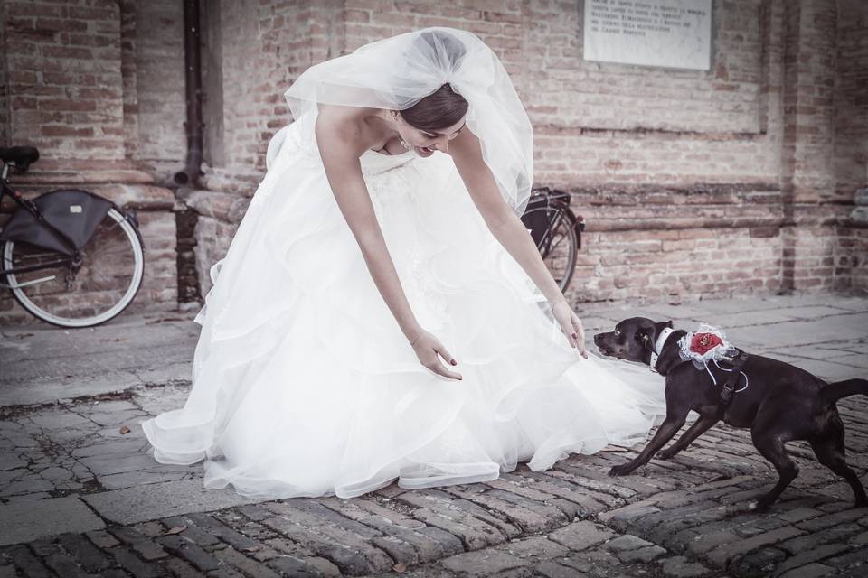 Dog sitter per Matrimoni Athena