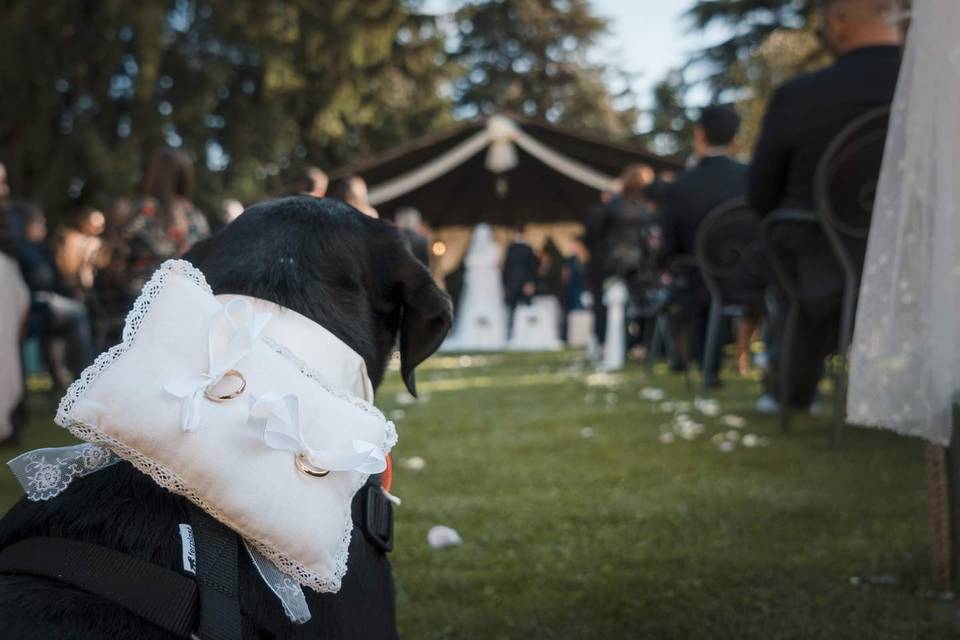 Dog Sitter per Matrimoni ATHEN