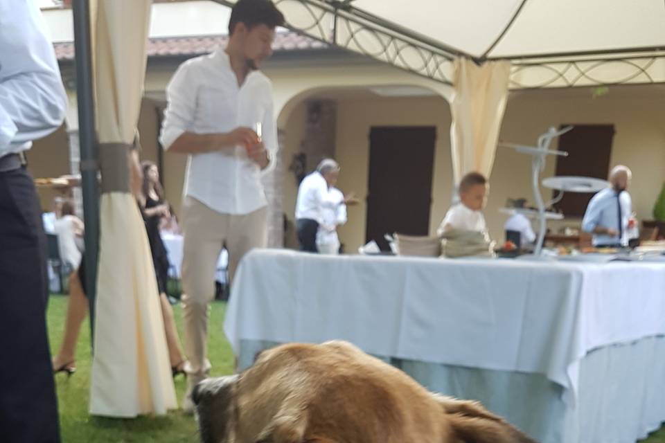 Dog sitter per Matrimoni Athena