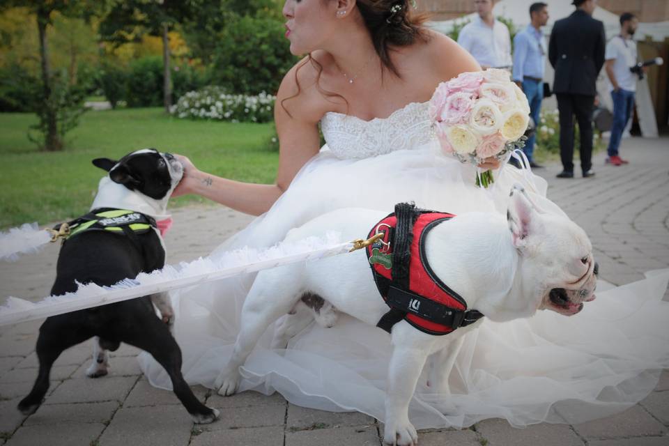 Dog sitter per Matrimoni Athena