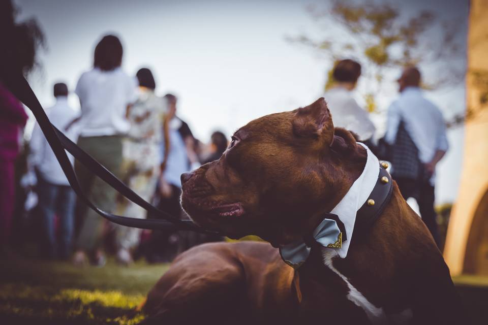 Dog sitter per matrimoni