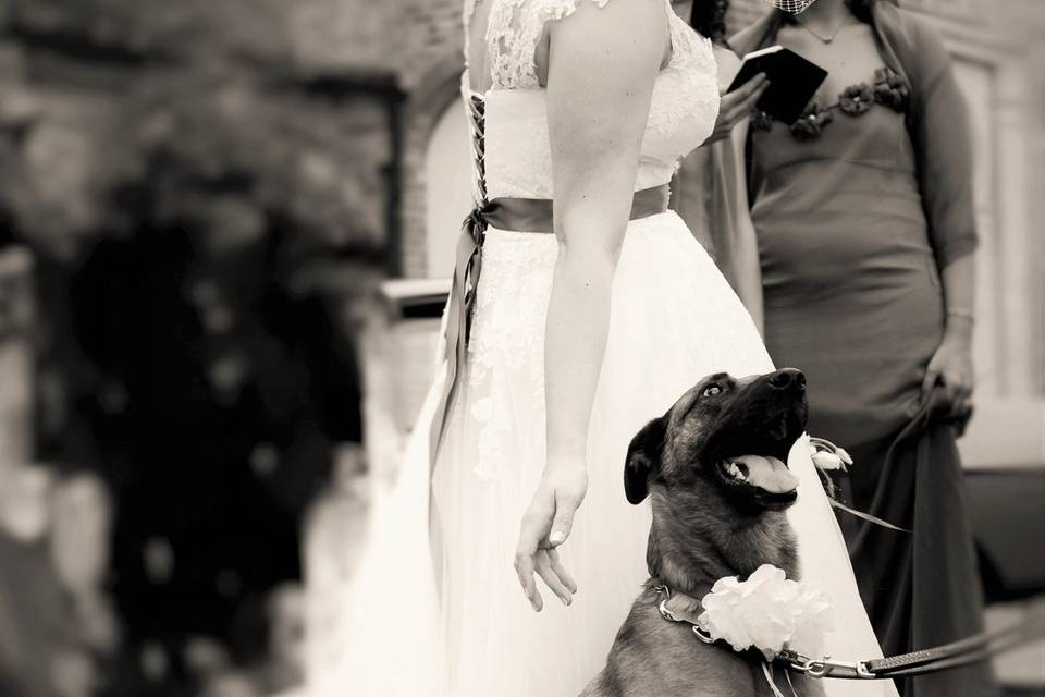 Dog sitter per Matrimoni Athena