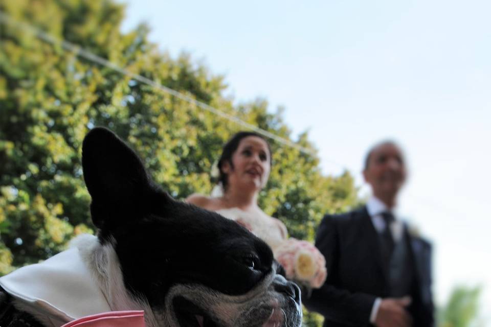 Dog sitter per Matrimoni Athena