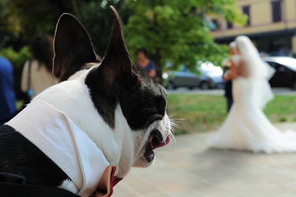 Iago che guarda gli sposi