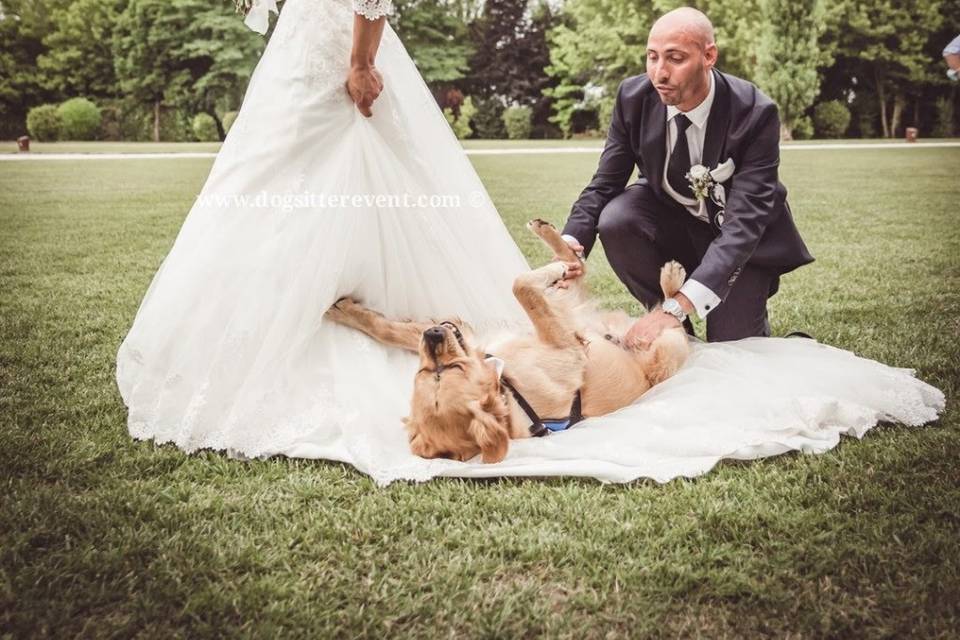 Dog sitter per Matrimoni Athena