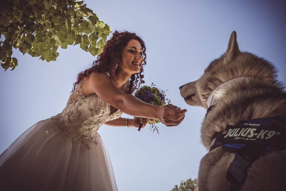 Dogsitter per matrimonio