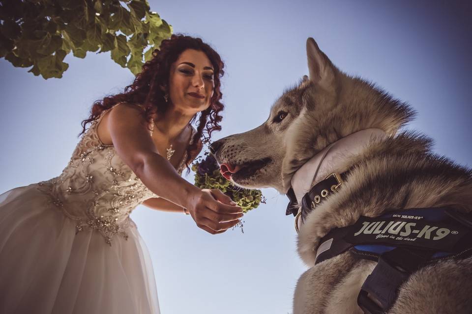 Dogsitter per matrimonio