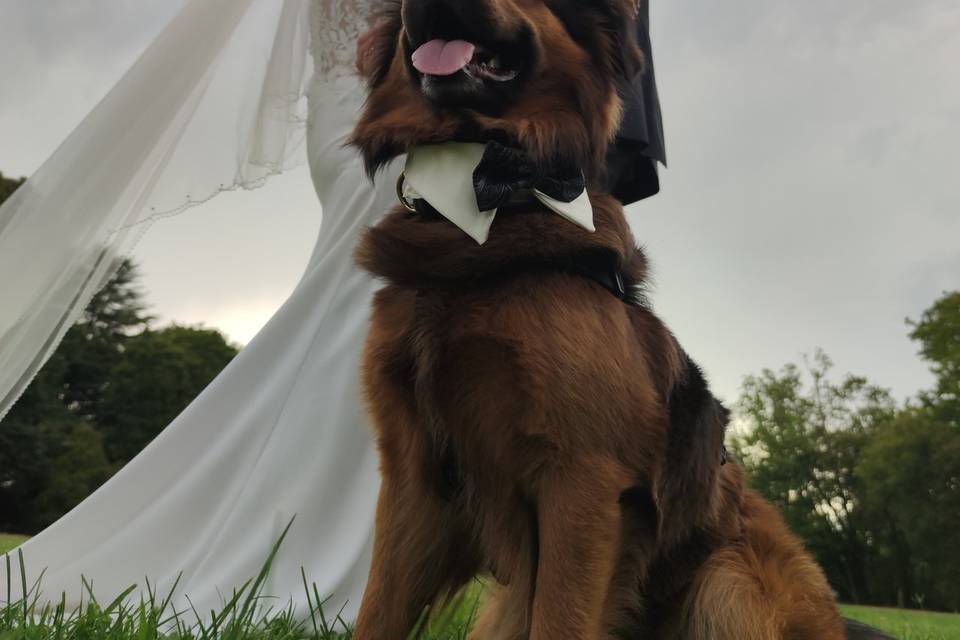 Dog Sitter per Matrimoni ATHEN