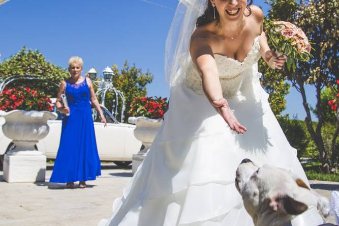 Dog sitter per Matrimoni Athena